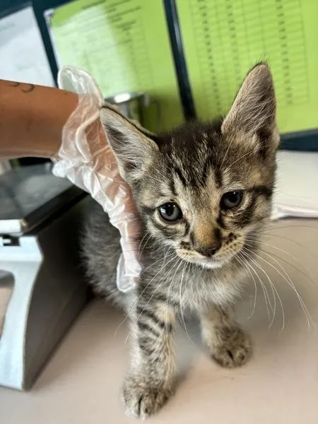 A baby medium-sized female Domestic Short Hair cat named Rye for adoption in Salt Lake City, UT