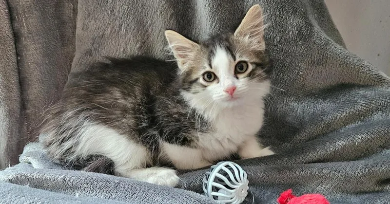 A baby small-sized male Domestic Long Hair cat named Pastitsio for adoption in Greensboro, NC