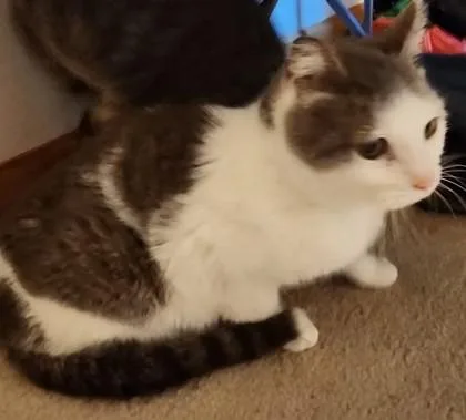 An adult medium-sized female Domestic Short Hair cat named Angelique for adoption in Verona, WI