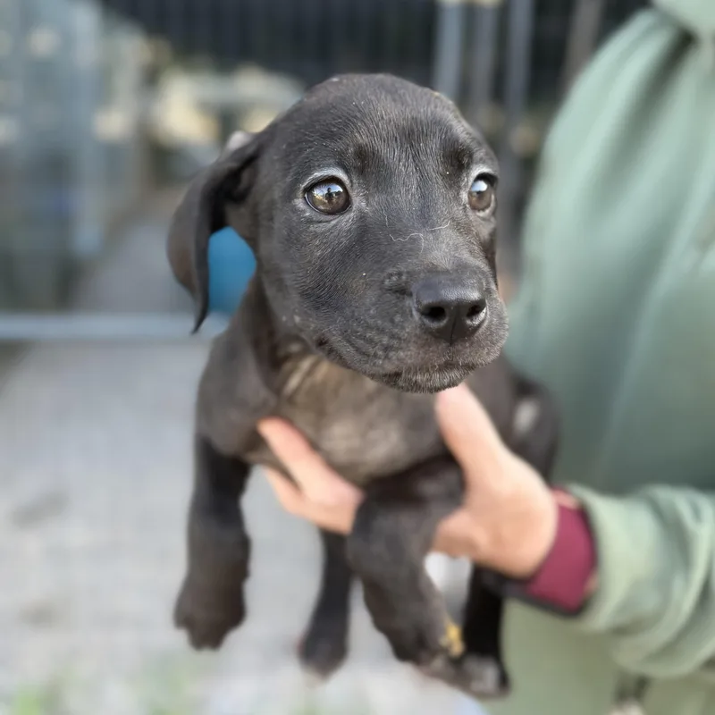 A baby medium-sized female Black Labrador Retriever dog named Keurig for adoption in Columbia, SC