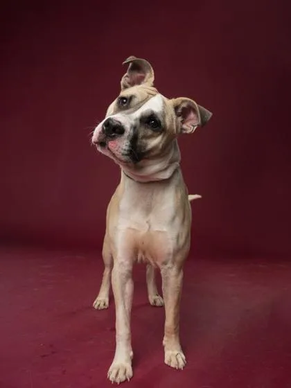 An adult large-sized male Pit Bull Terrier dog named Oliver for adoption in Atlanta, GA