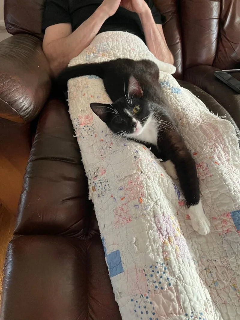 A baby medium-sized male Black & White / Tuxedo Domestic Short Hair cat named Felix for adoption in Mokena, IL