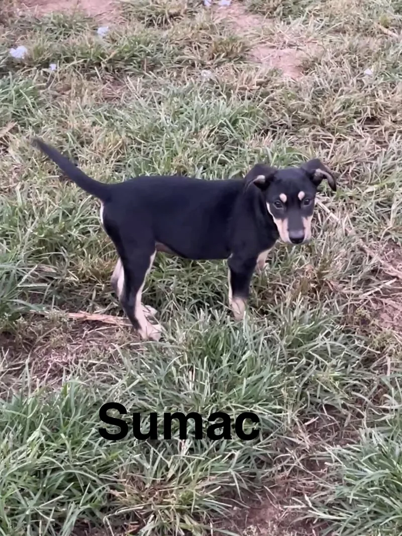 A baby medium-sized male Black Mouth Cur dog named Sumac for adoption in Topeka, KS