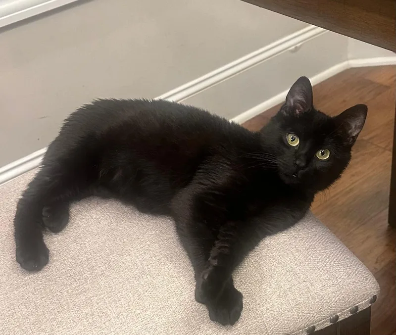 Jelly Bean thumbnail 2