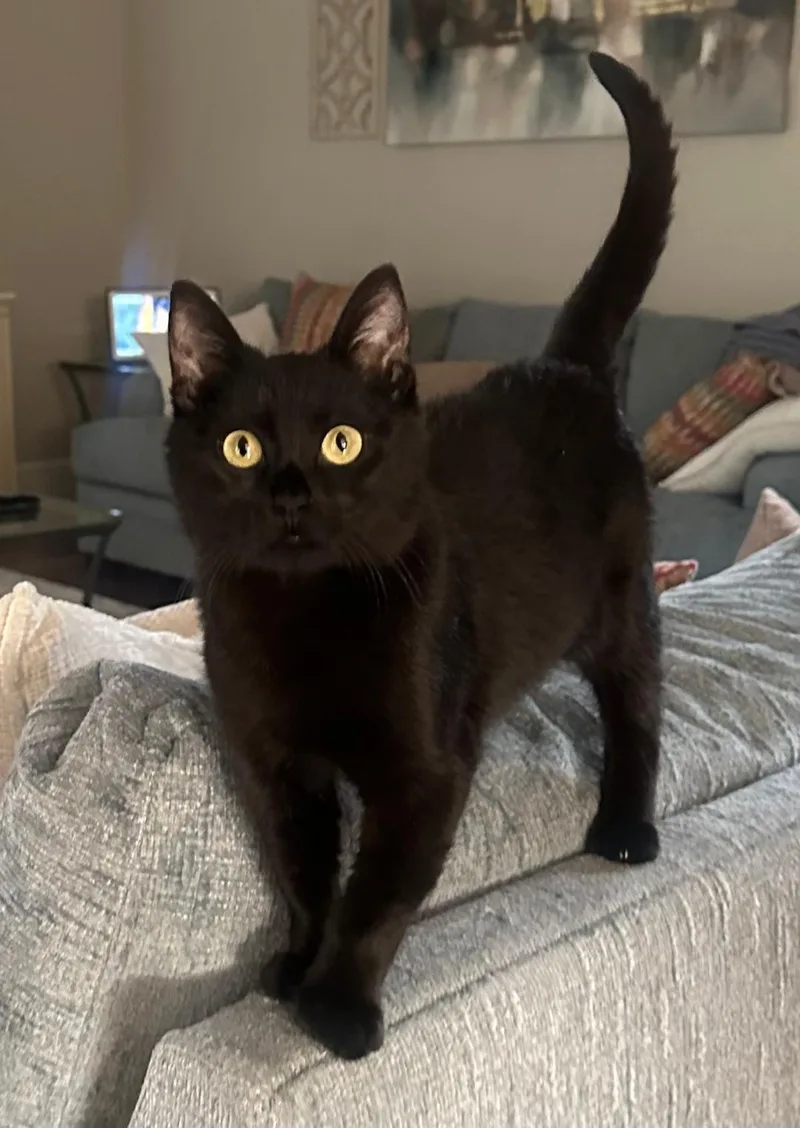 Jelly Bean thumbnail 3