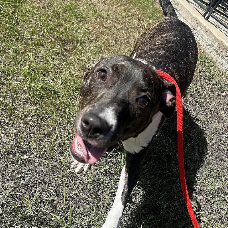 A young medium-sized female Pit Bull Terrier dog named Maliah for adoption in Birmingham, AL