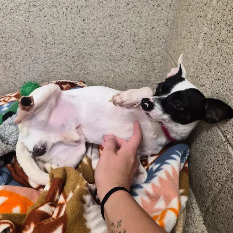 An adult small-sized male White / Cream Chihuahua dog named Hollis for adoption in Woodstock, IL