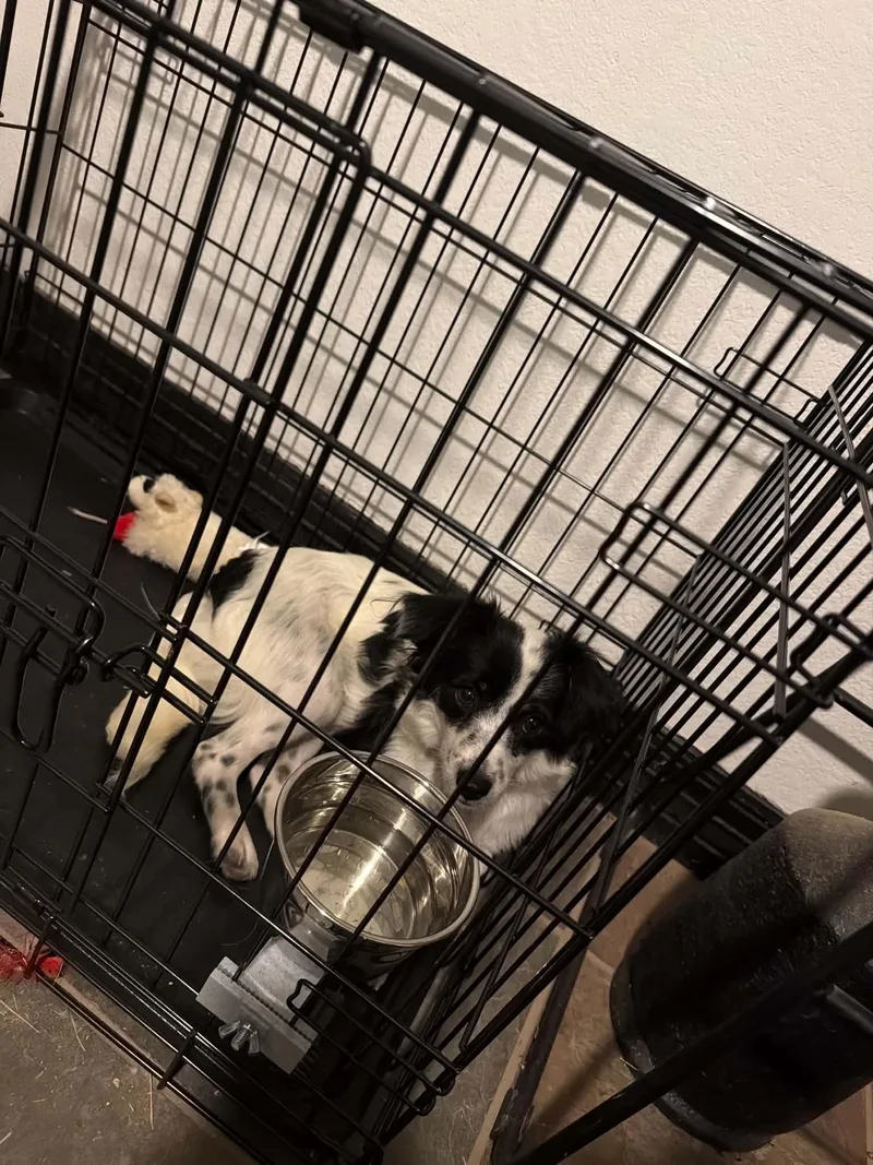 A young small-sized female Black Papillon dog named Plum for adoption in Garland, TX