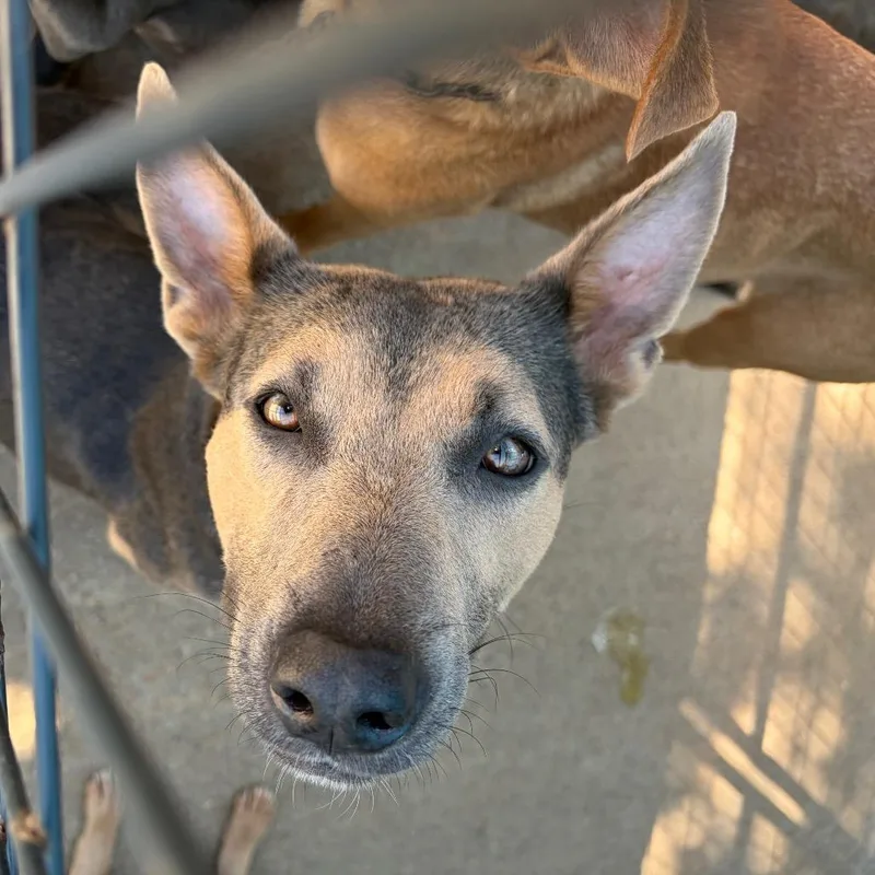 An adult small-sized female Brown / Chocolate Mixed Breed dog named Paris for adoption in Lake Jackson, TX