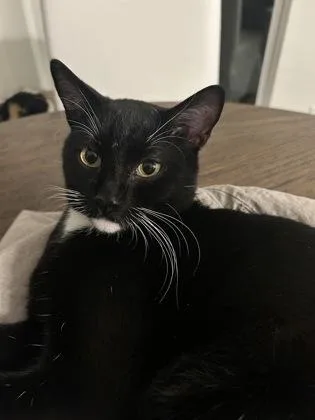 An adult small-sized male Domestic Short Hair cat named Bentley for adoption in Santa Fe, TX