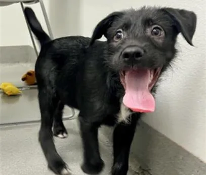 A baby small-sized male Terrier dog named Ozzy for adoption in Palo Alto, CA
