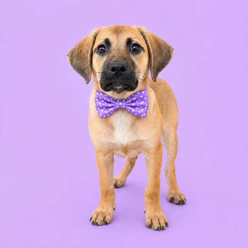 A baby medium-sized female Yellow / Tan / Blond / Fawn Mixed Breed dog named Hershey for adoption in Binghamton, NY