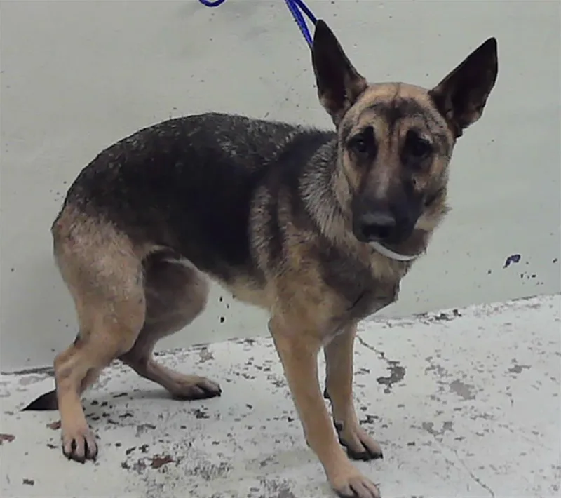 A young medium-sized female German Shepherd Dog dog named Roxy for adoption in Houston, TX