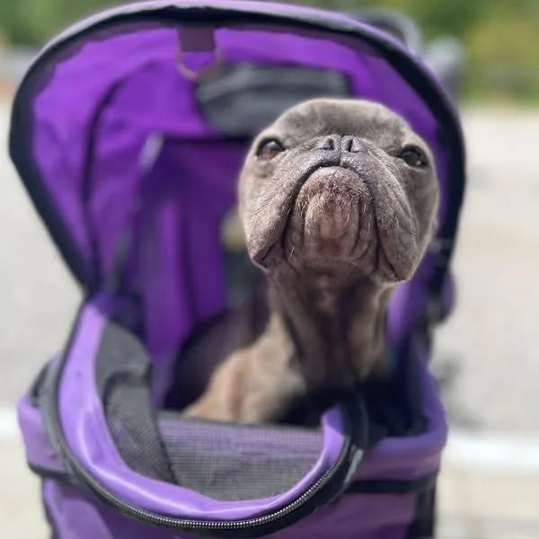 A senior small-sized male Gray / Blue / Silver French Bulldog dog named Jerry for adoption in Warren, OH