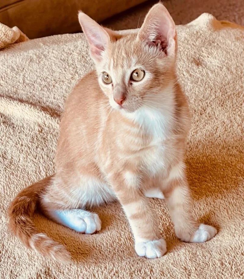 A baby small-sized male Buff / Tan / Fawn Domestic Short Hair cat named Atticus Finch & Boo for adoption in Boca Raton, FL