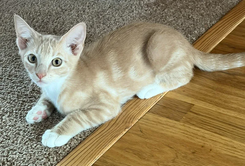 Atticus Finch & Boo thumbnail 4