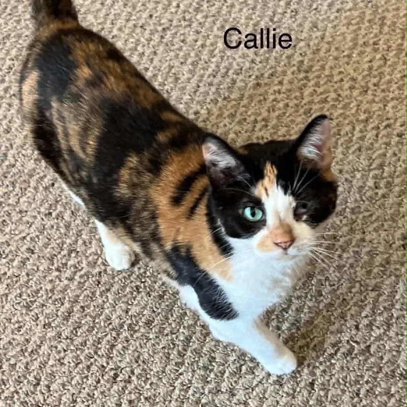 Callie thumbnail 2