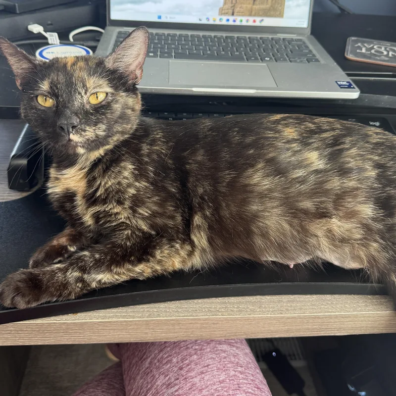 A young medium-sized female Tortoiseshell Domestic Short Hair cat named Hera for adoption in Cleveland Heights, OH