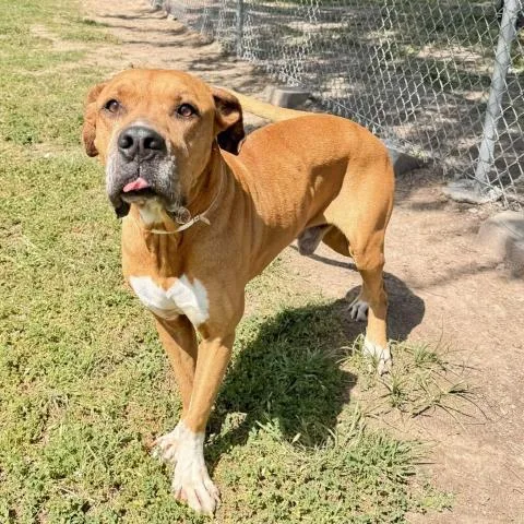 An adult large-sized male Mastiff dog named Marmaduke for adoption in Conroe, TX