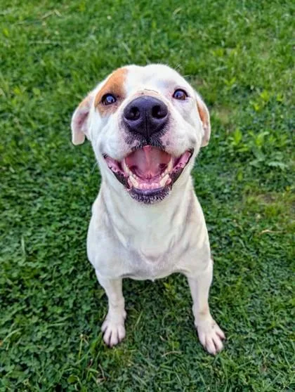 An adult medium-sized male Beagle dog named Champ for adoption in Cumberland, MD