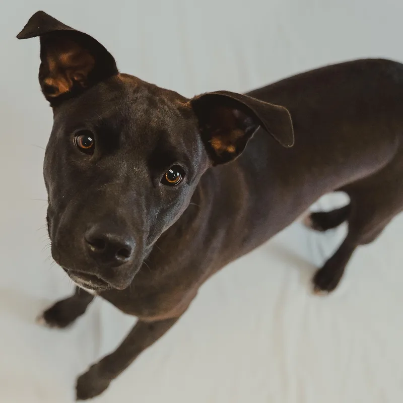 A young medium-sized male Labrador Retriever dog named River for adoption in Krum, TX