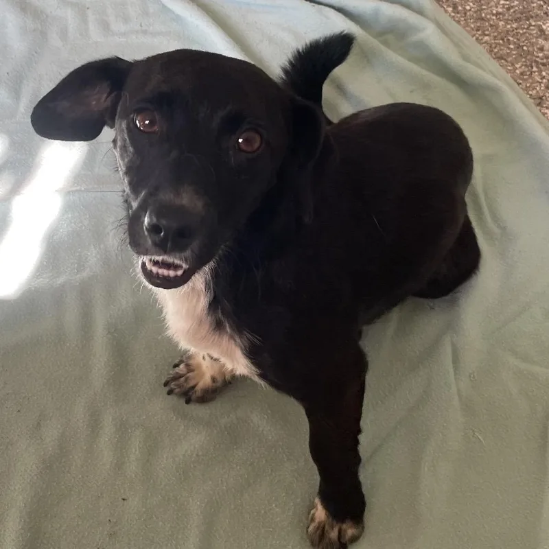 A young small-sized female Black Dachshund dog named Negra for adoption in Green Forest, AR