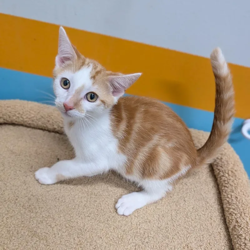 A baby medium-sized male Orange & White Domestic Short Hair cat named Peaches for adoption in Cape Girardeau, MO