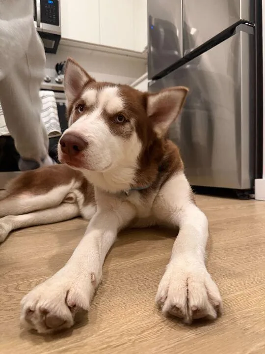 A young medium-sized male Tricolor (Brown, Black, & White) Mixed Breed dog named Blaze for adoption in New York, NY