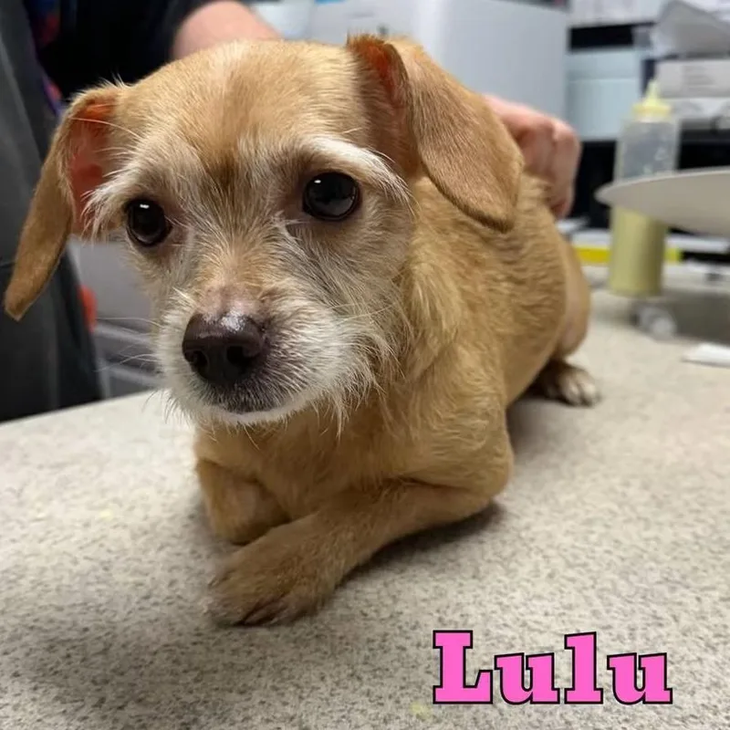 An adult small-sized female Terrier dog named Lulu for adoption in Oak Ridge, TN