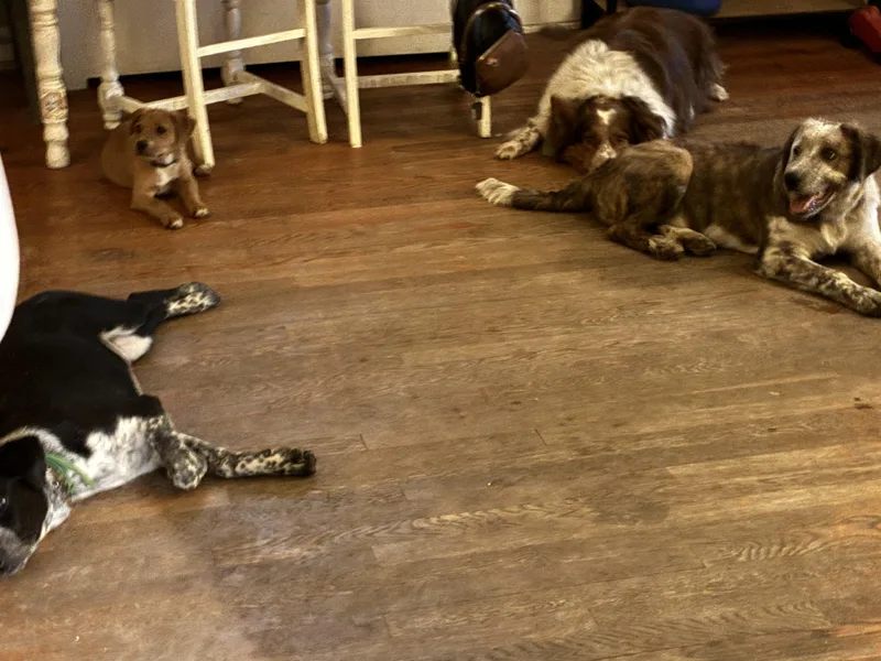 A baby medium-sized female Red / Chestnut / Orange Australian Cattle Dog / Blue Heeler dog named Gracie for adoption in Hempstead, NY