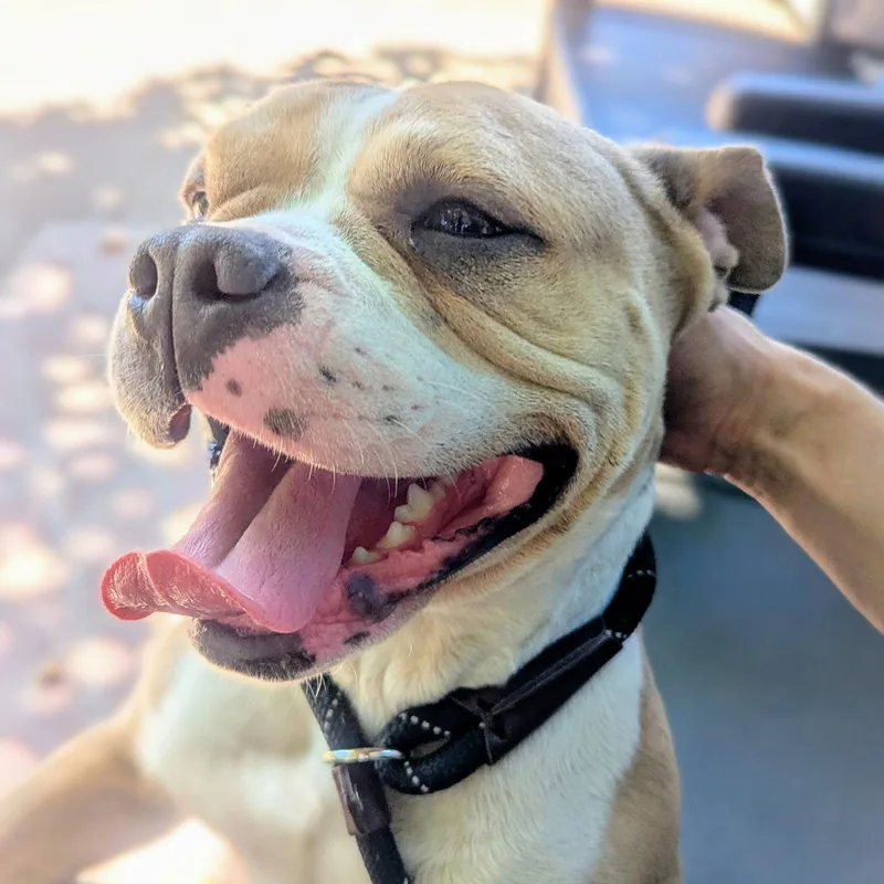 A young medium-sized female Pit Bull Terrier dog named Lomita for adoption in Oakland, CA