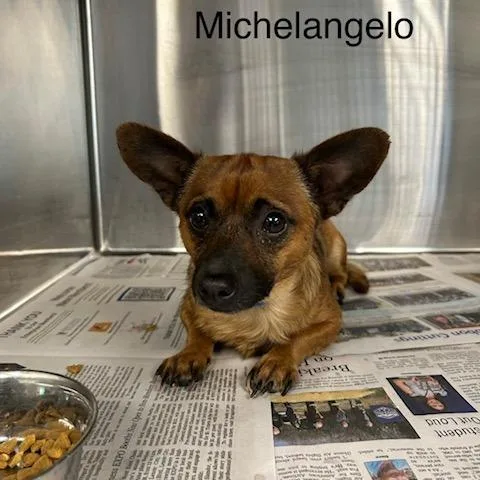 An adult small-sized male Yellow / Tan / Blond / Fawn Chihuahua dog named Michelangelo for adoption in Knoxville, TN