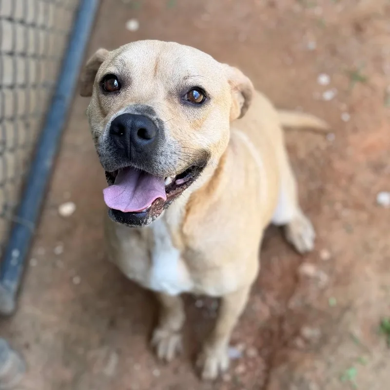 An adult medium-sized female Apricot / Beige Mixed Breed dog named Magnolia for adoption in Summerdale, AL