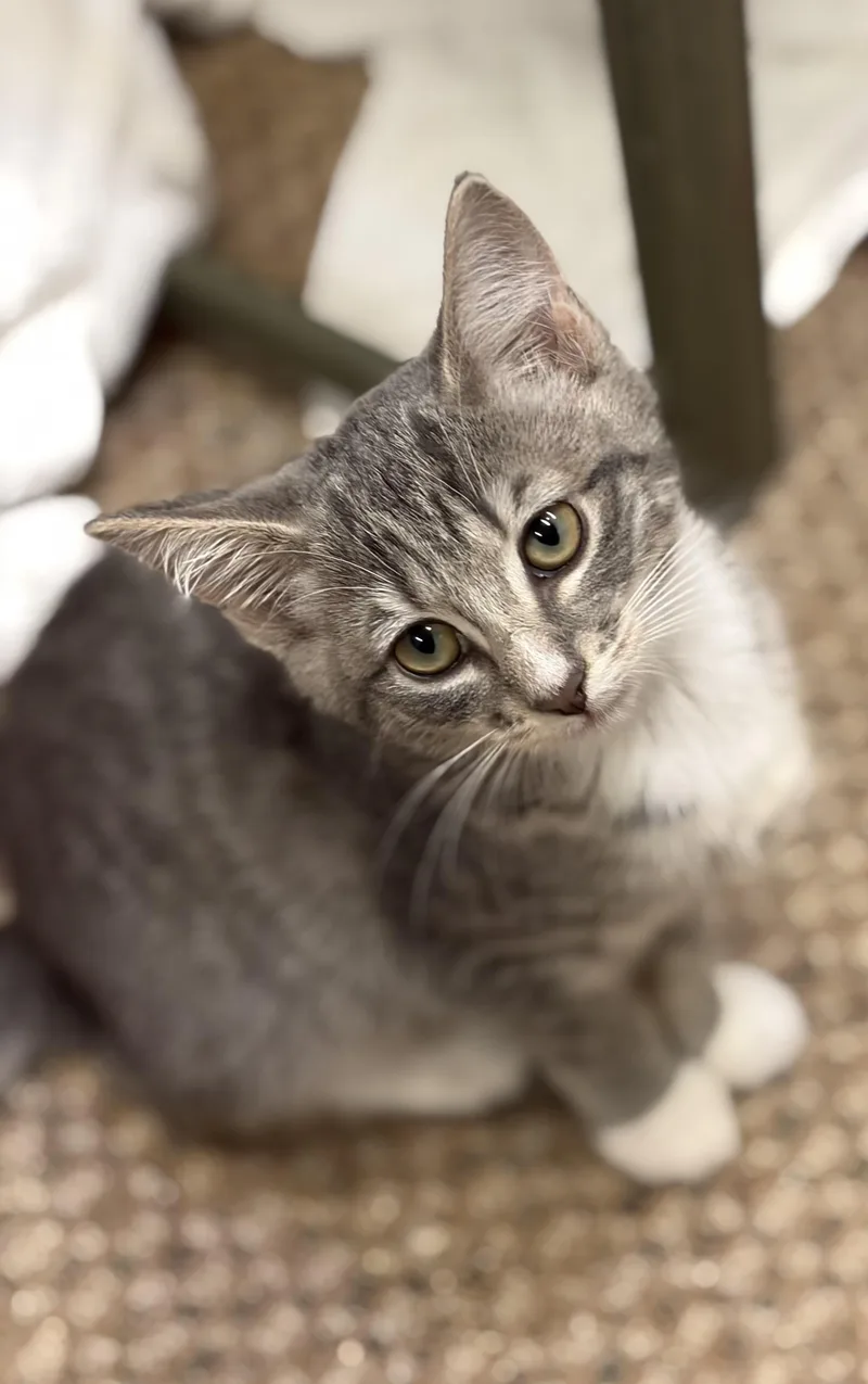 A baby small-sized female Domestic Short Hair cat named Mica and Gus for adoption in Bothell, WA