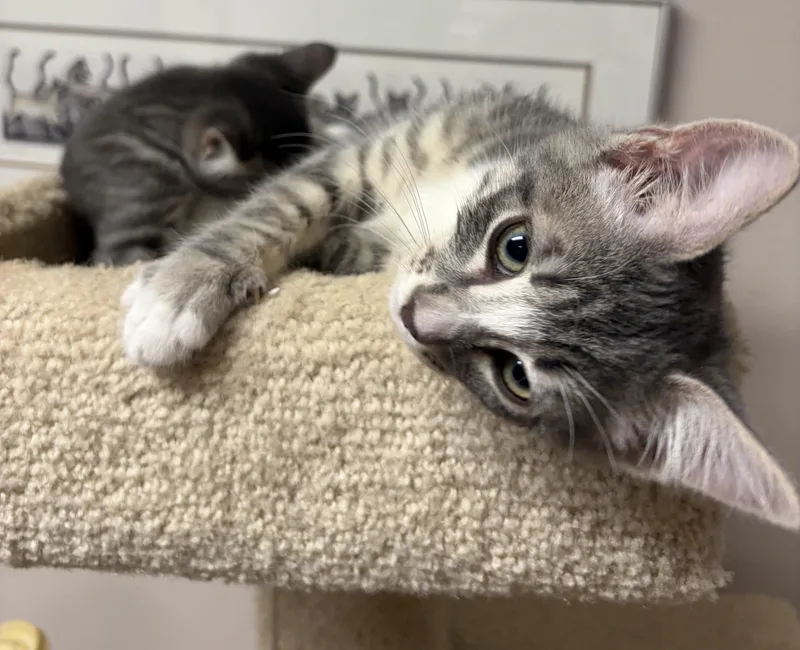 Mica and Gus thumbnail 3