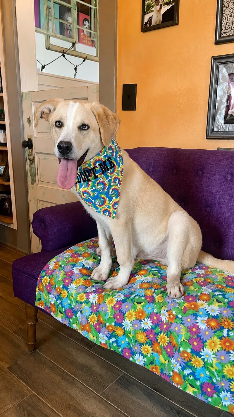 A baby large-sized male Labrador Retriever dog named Finnegan Lonestar for adoption in Rockaway, NJ