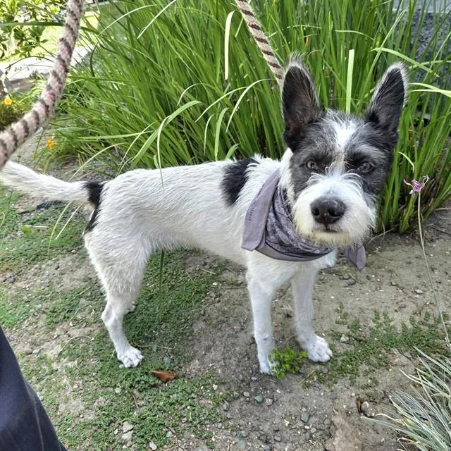 Scout