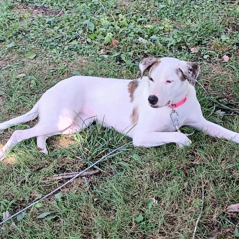 An adult large-sized female Gray / Blue / Silver Hound dog named Sugar for adoption in Salisbury, MD