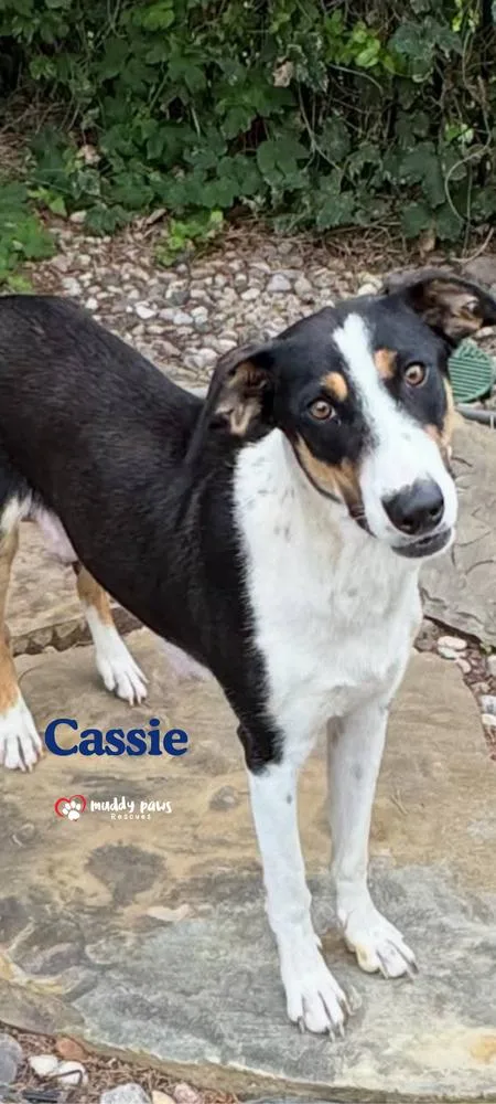A young medium-sized female Tricolor (Brown, Black, & White) Border Collie dog named Cassie for adoption in Council Bluffs, IA