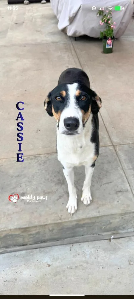 Cassie thumbnail 2