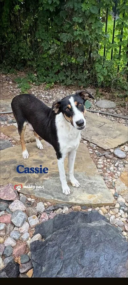 Cassie thumbnail 3