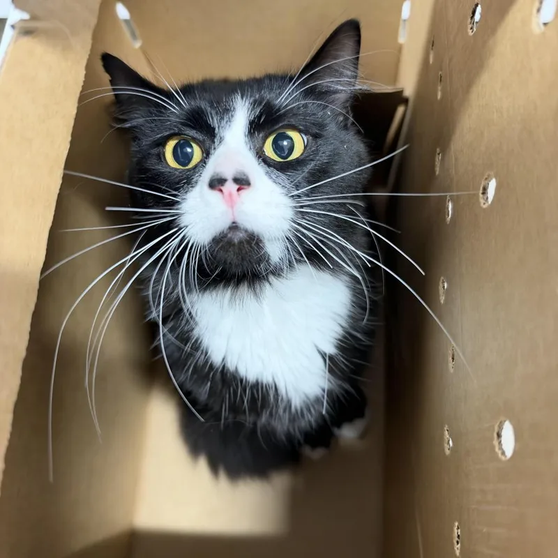 A young medium-sized male Black Domestic Long Hair cat named Jhon for adoption in Newark, NJ