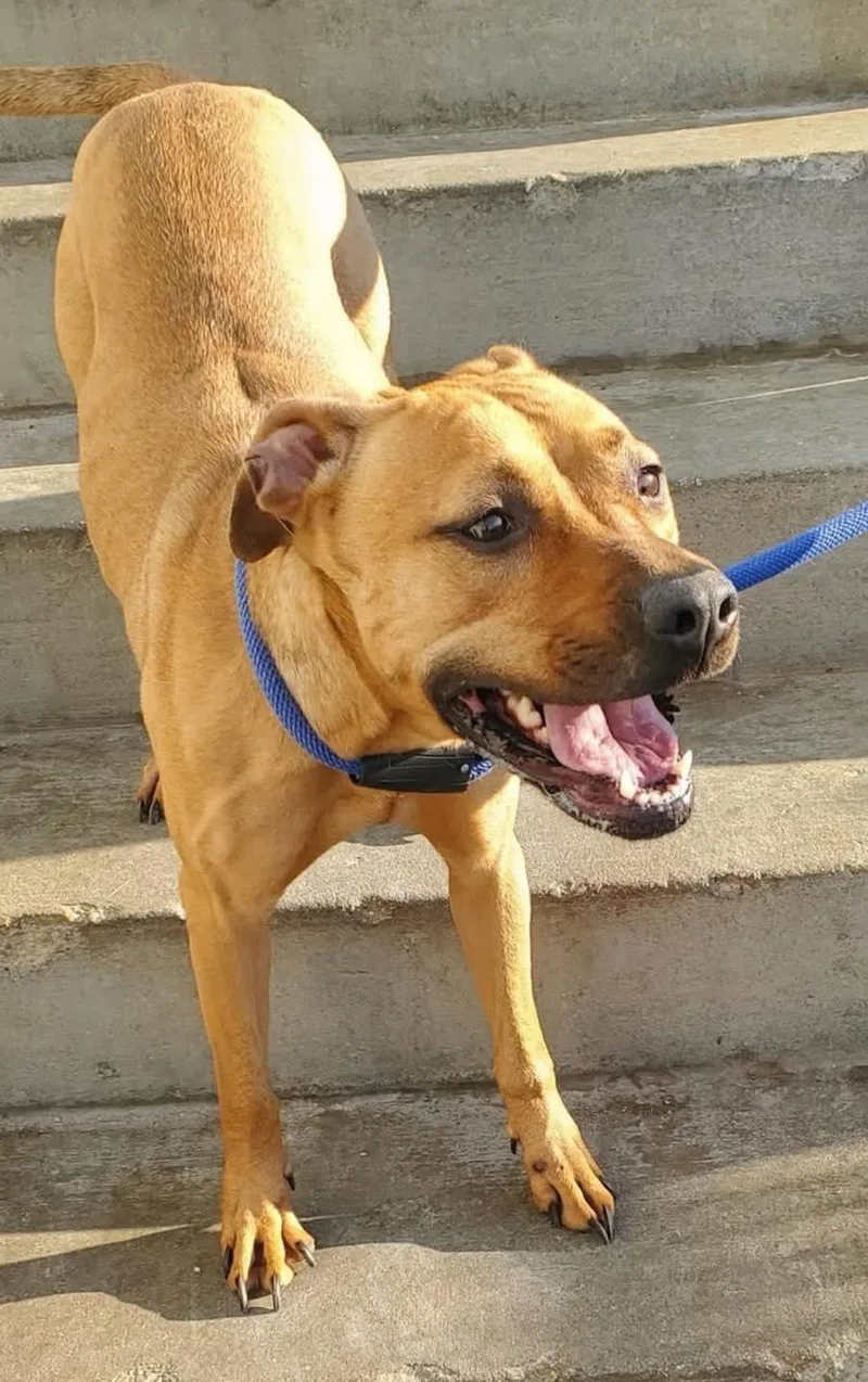 A young medium-sized female Red / Chestnut / Orange Pit Bull Terrier dog named Avon for adoption in La Salle, IL