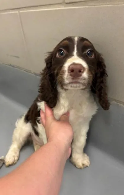 A baby medium-sized male Cocker Spaniel dog named D`Angelo for adoption in Morton Grove, IL