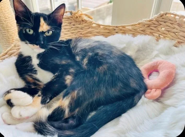 A baby medium-sized female Calico American Shorthair cat named Pepsi for adoption in Houston, TX