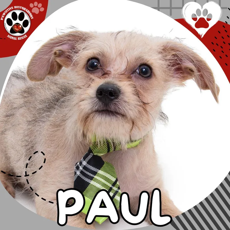 Paul thumbnail 4