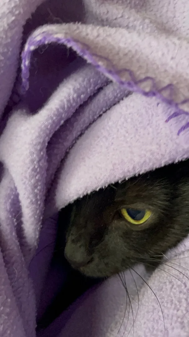 An adult medium-sized female Black Domestic Short Hair cat named Connie Morgan for adoption in Moreno Valley, CA