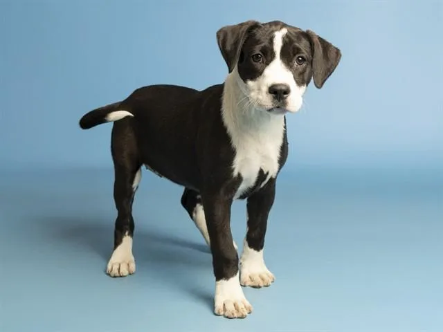 A baby small-sized female Pit Bull Terrier dog named Apple Pie for adoption in Phoenix, AZ