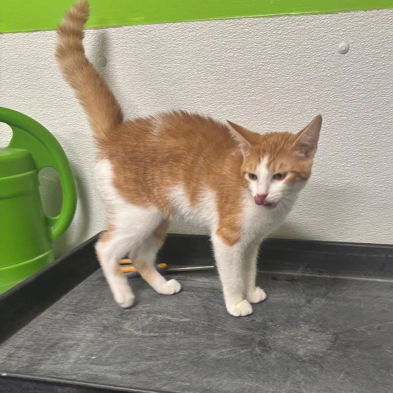 A baby small-sized female Orange / Red Domestic Short Hair cat named Maggie for adoption in Brookfield, MO