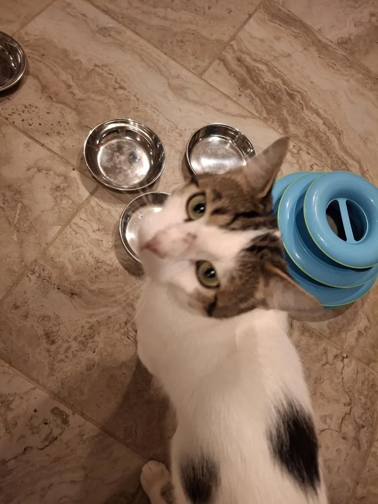 A young medium-sized male Domestic Short Hair cat named Heartly for adoption in Peoria, IL